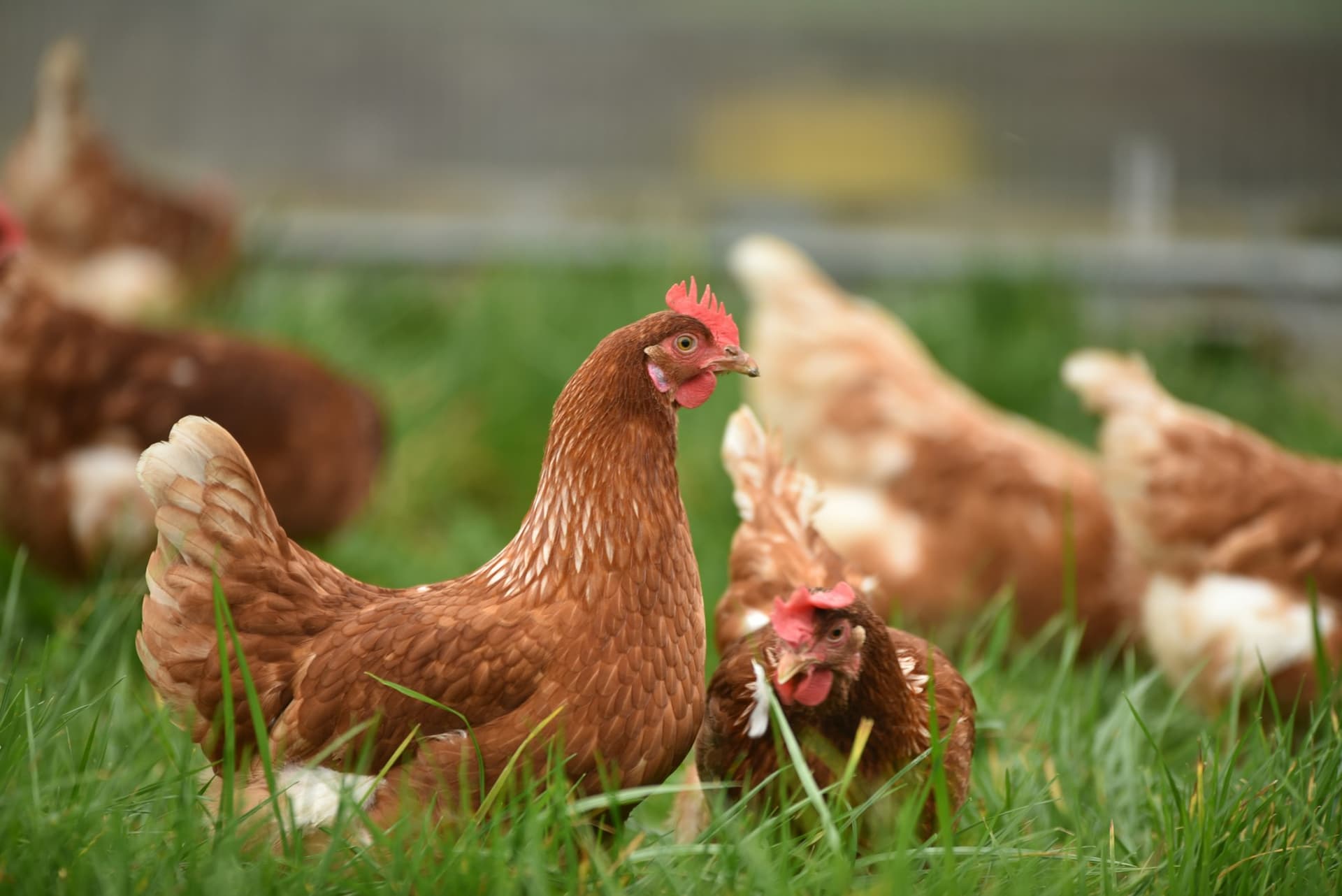 France tightens backyard hen rules, permits and fines rise for owners