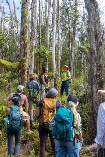 UH Forest Stewards hits milestone protecting Hawaii Island private forests