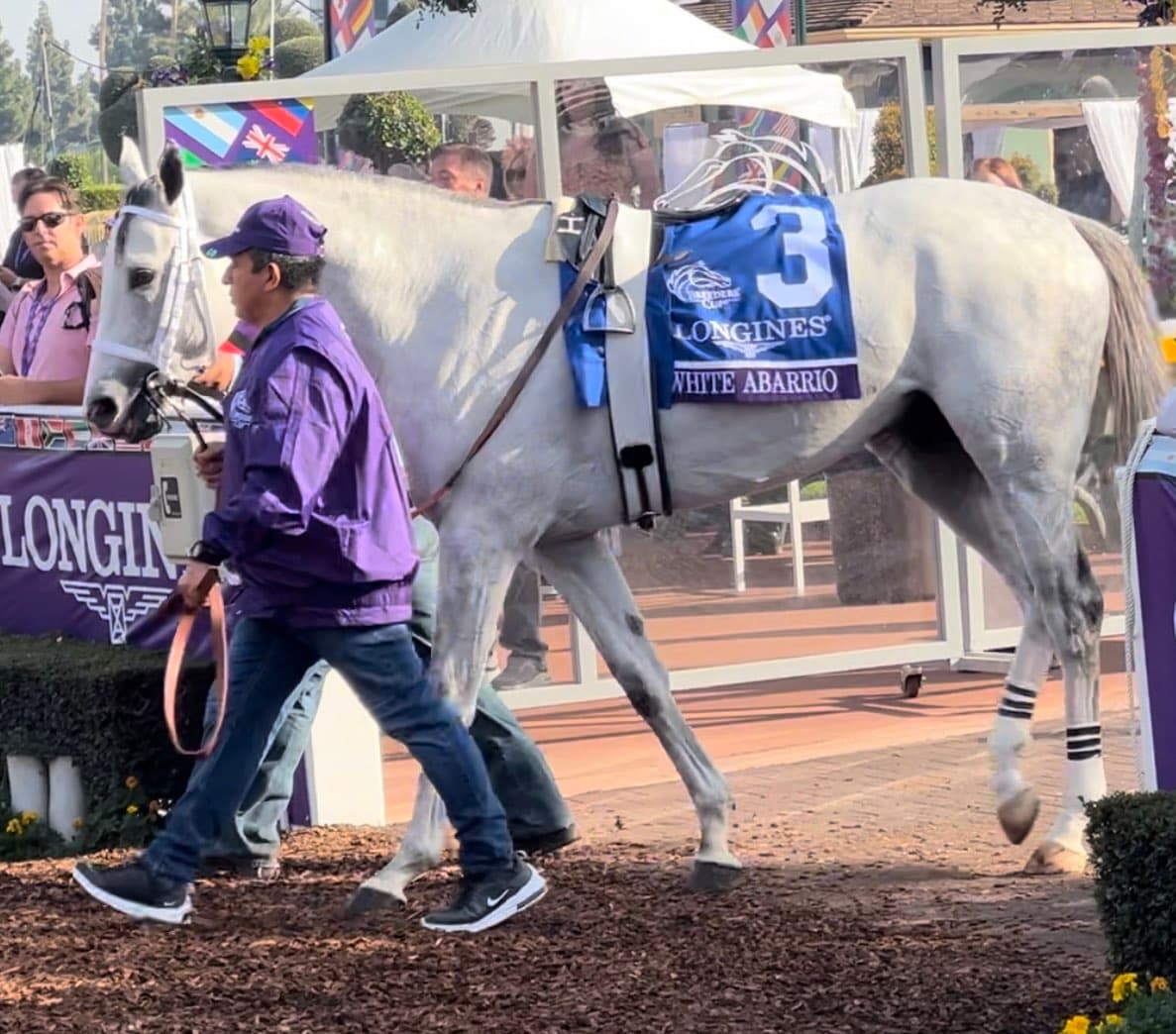 White Abarrio — Wikimedia Commons