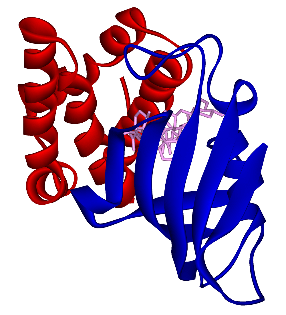 Rapamycin — Wikimedia Commons