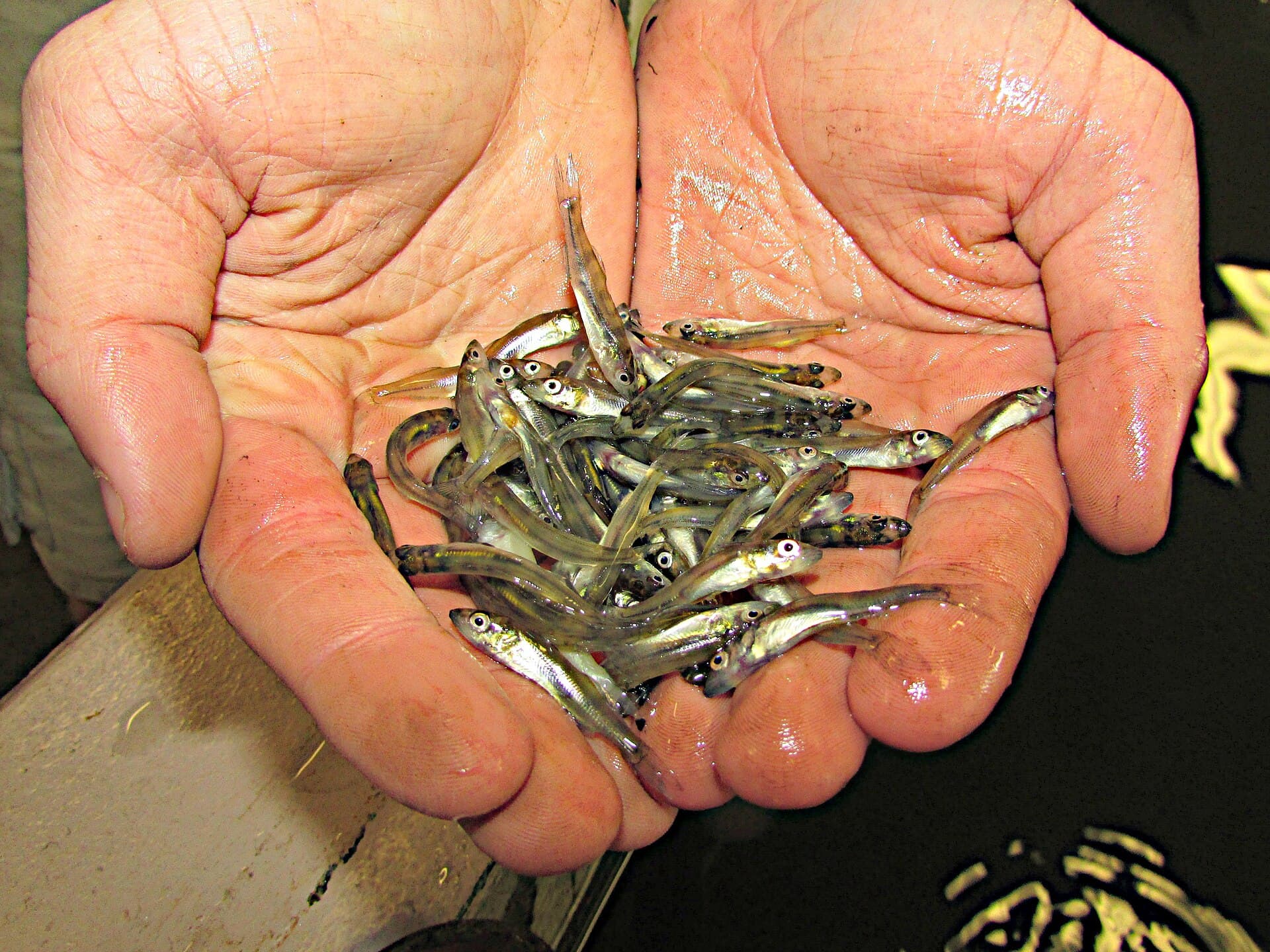 Walleye Week — Wikimedia Commons
