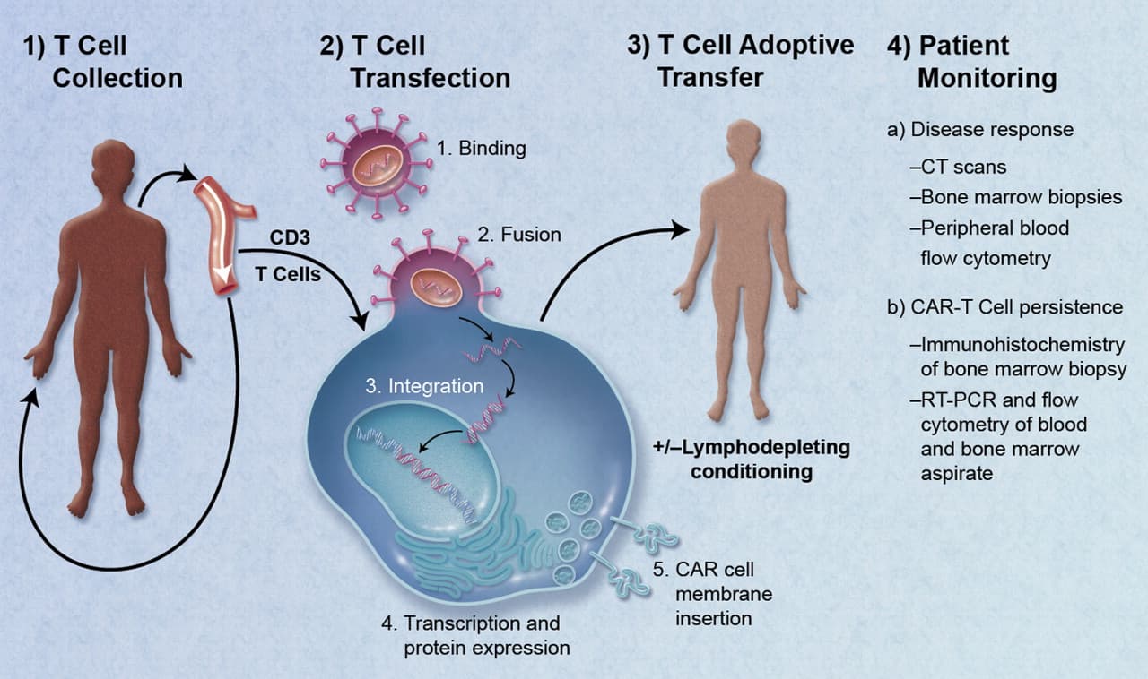 CAR-T therapy — Wikimedia Commons