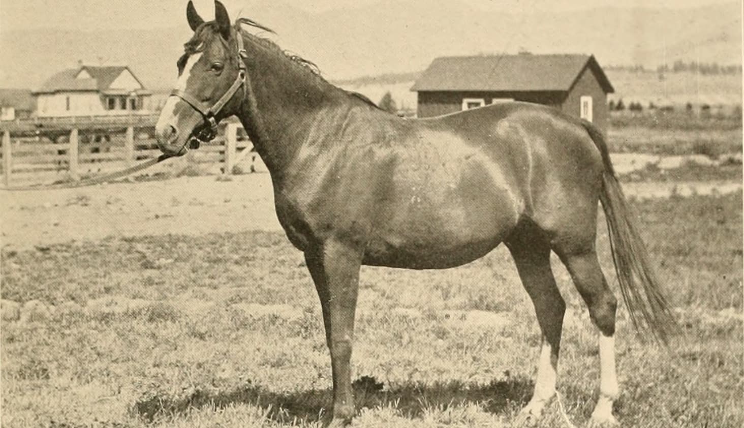 Tattersalls Online May Sale — Wikimedia Commons