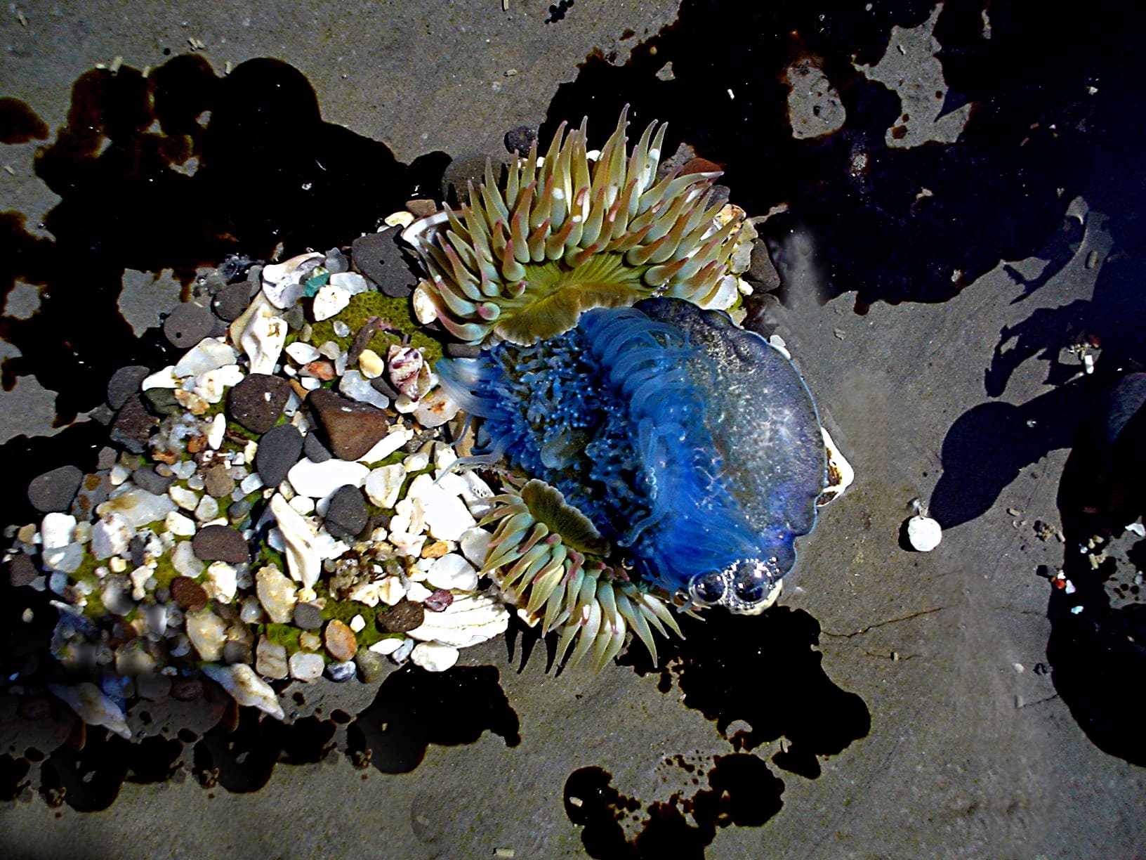Velella velella — Wikimedia Commons