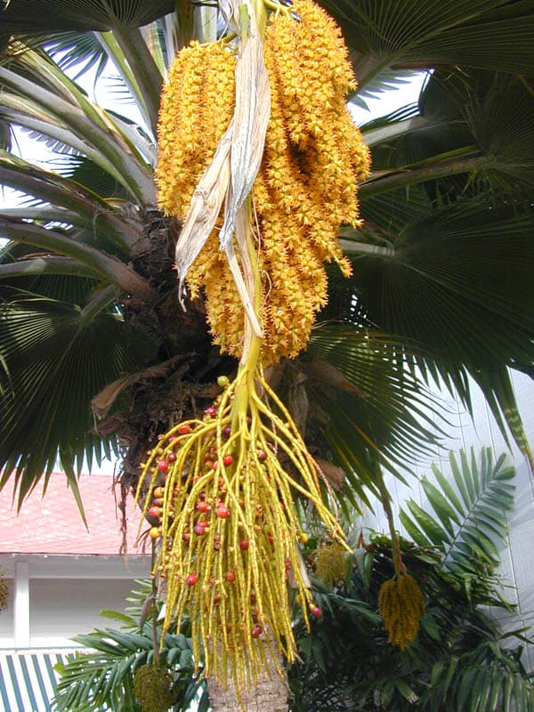 University of Hawaii at Hilo Botanical Garden — Wikimedia Commons