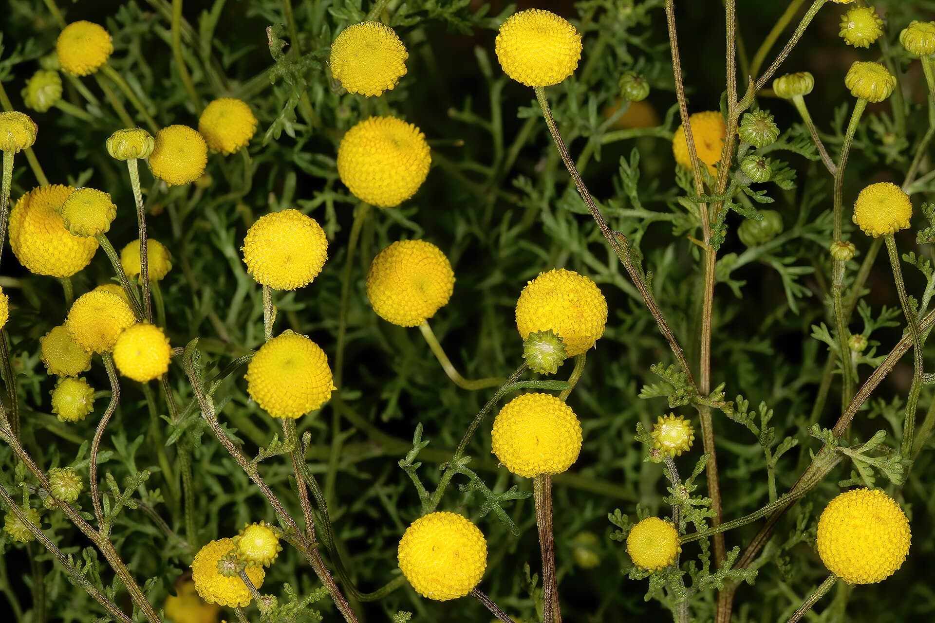 Stinknet — Wikimedia Commons