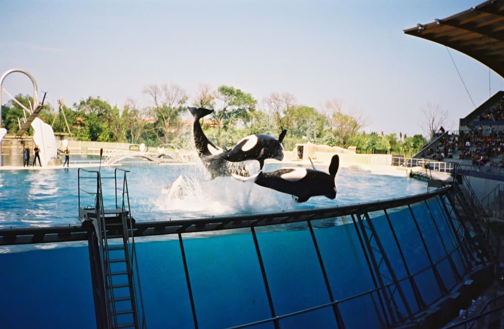 Marineland Antibes — Wikimedia Commons