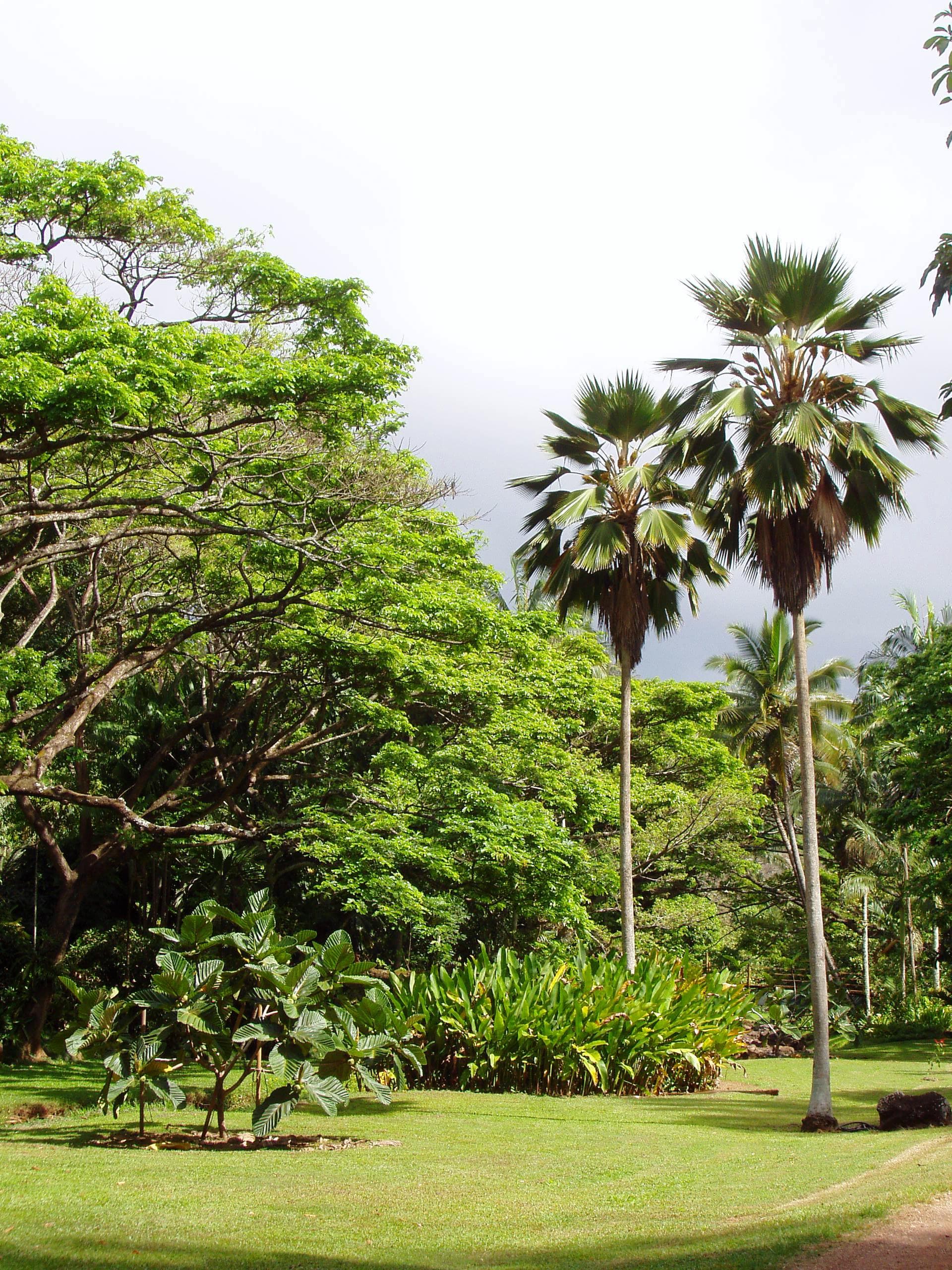 McBryde Garden — Wikimedia Commons