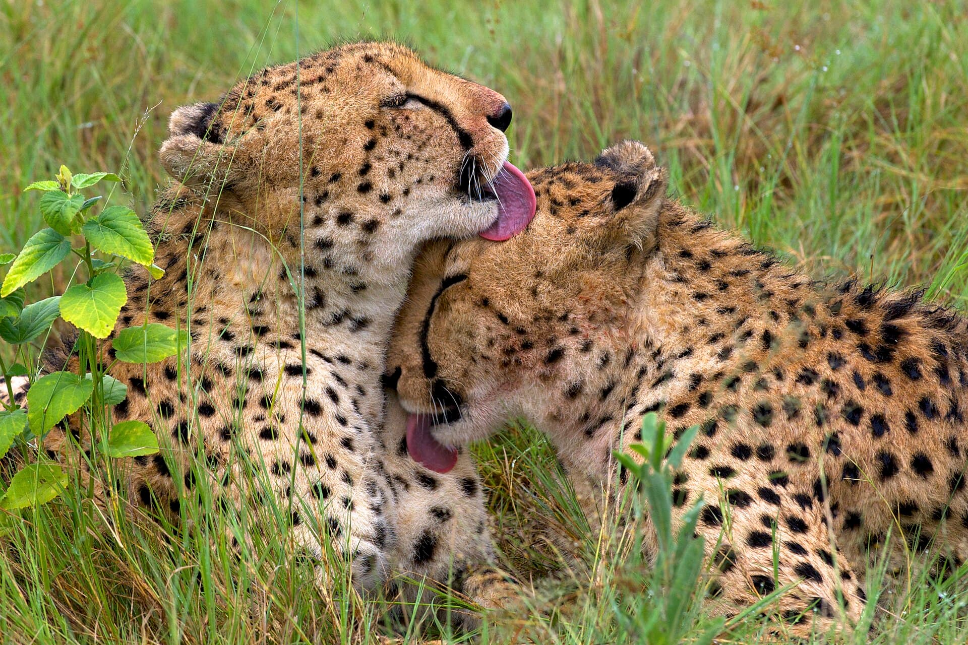 Student fundraiser in Laramie boosts cheetah conservation with 5K run