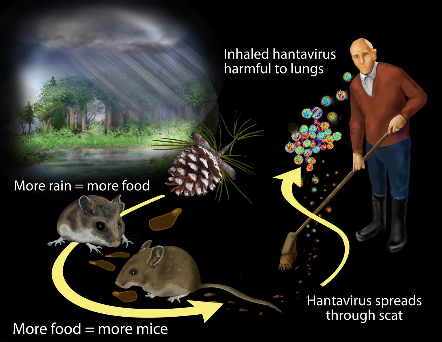 Hantavirus — Wikimedia Commons