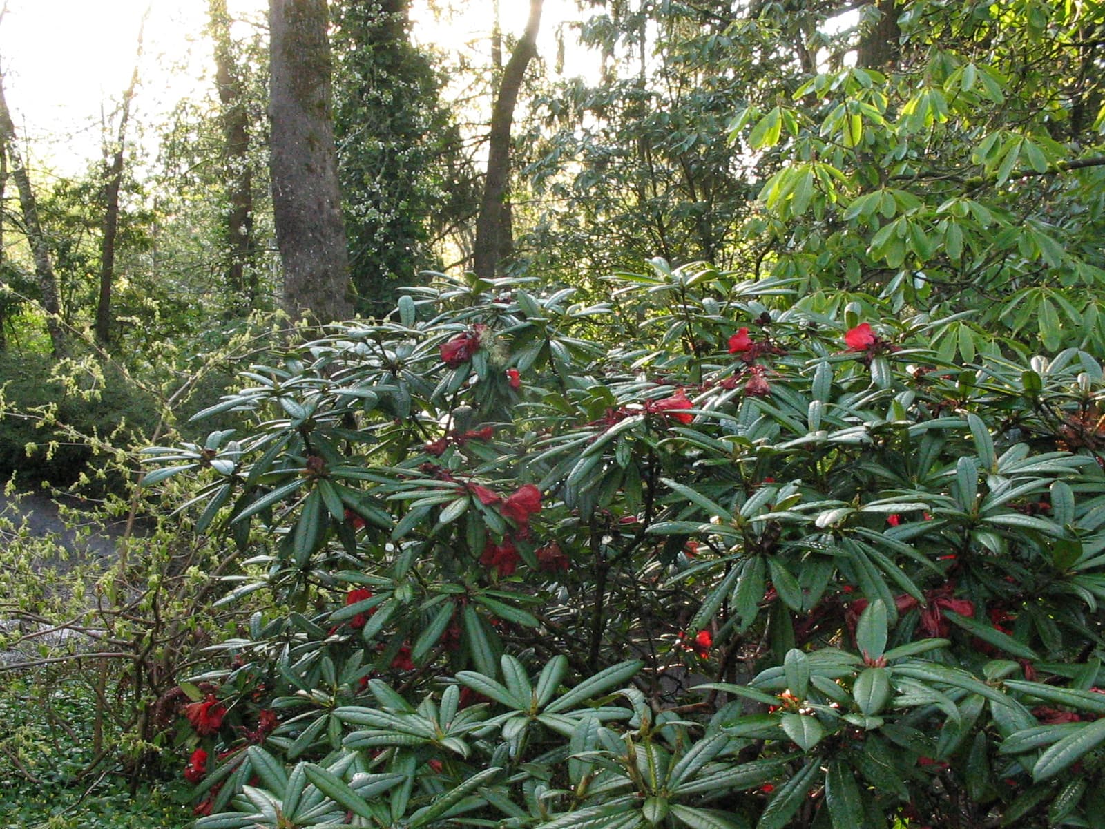 Hendricks Park — Wikimedia Commons