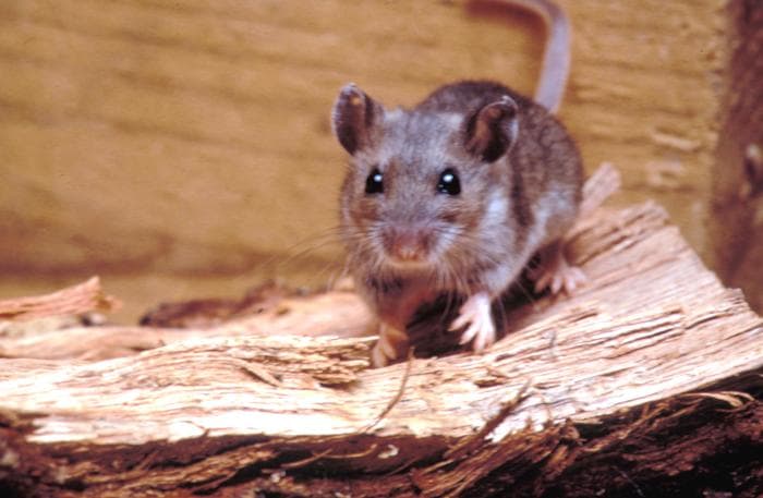 Scientists Race for Hantavirus Treatments as Deadly Cases Persist
