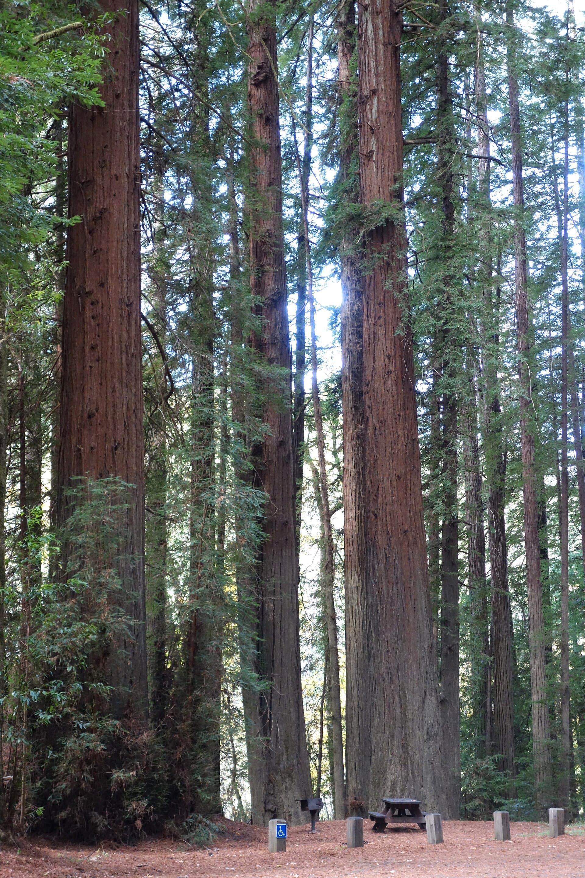 Humboldt Redwoods State Park — Wikimedia Commons