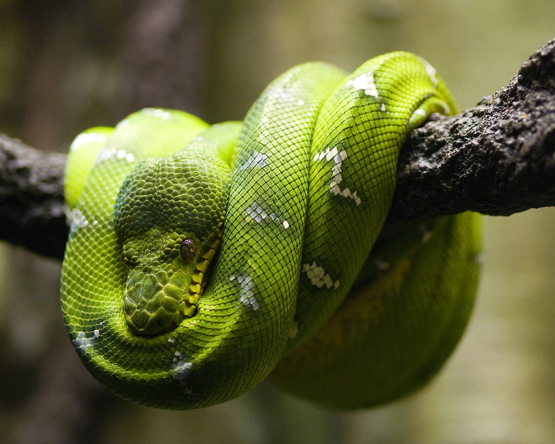 Clyde Peeling’s Reptiland — Wikimedia Commons