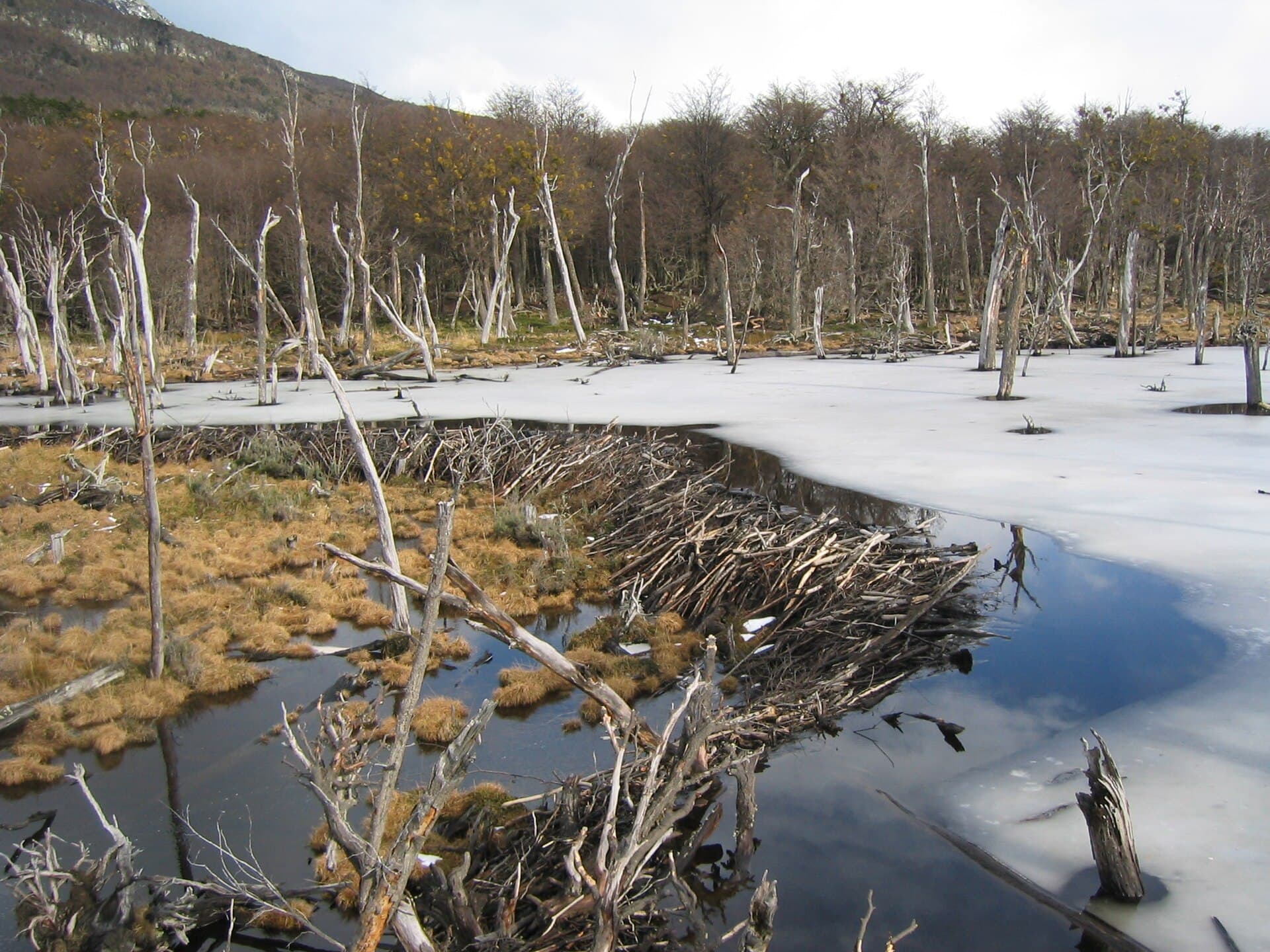 Tierra del Fuego — Wikimedia Commons