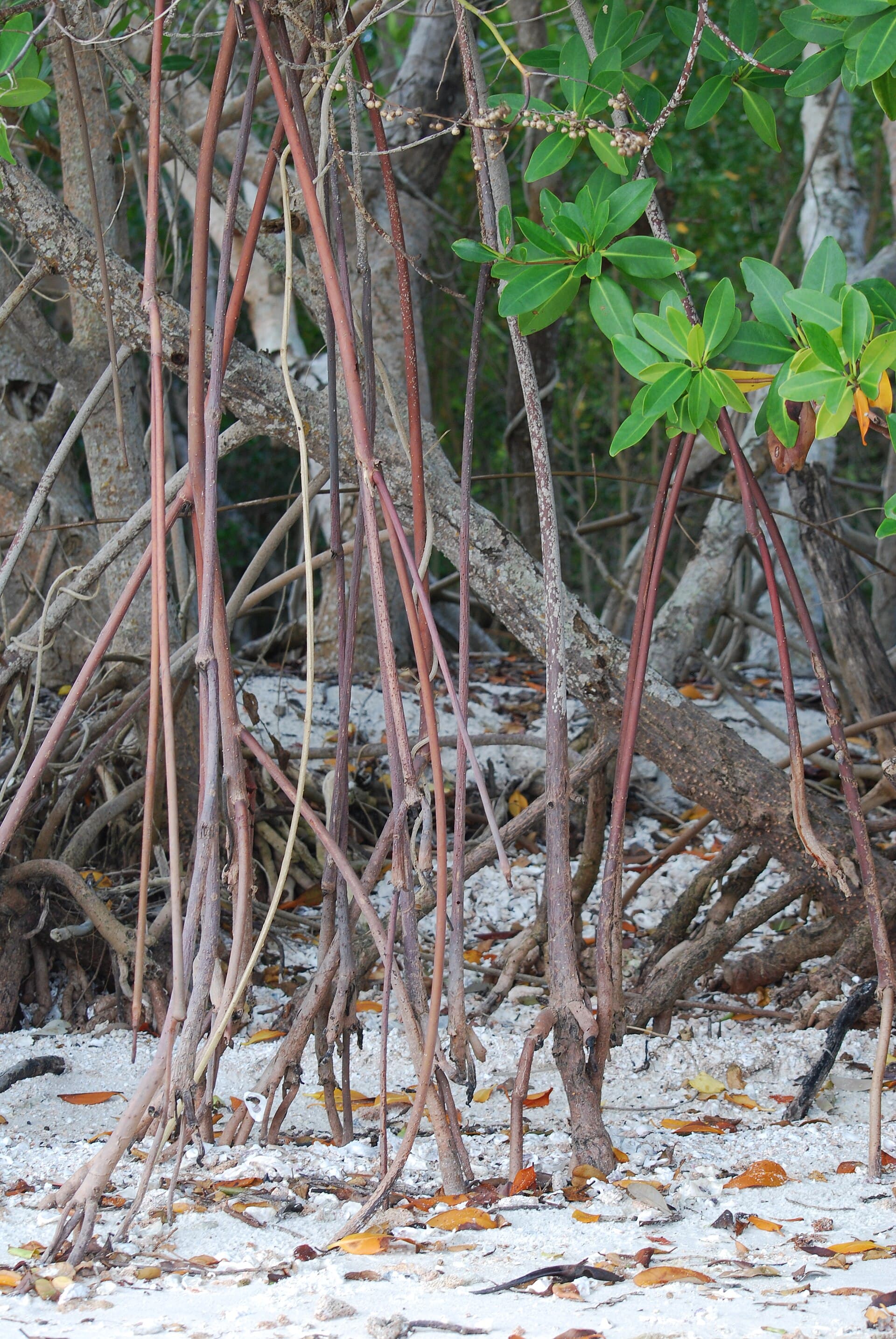Everglades National Park — Wikimedia Commons