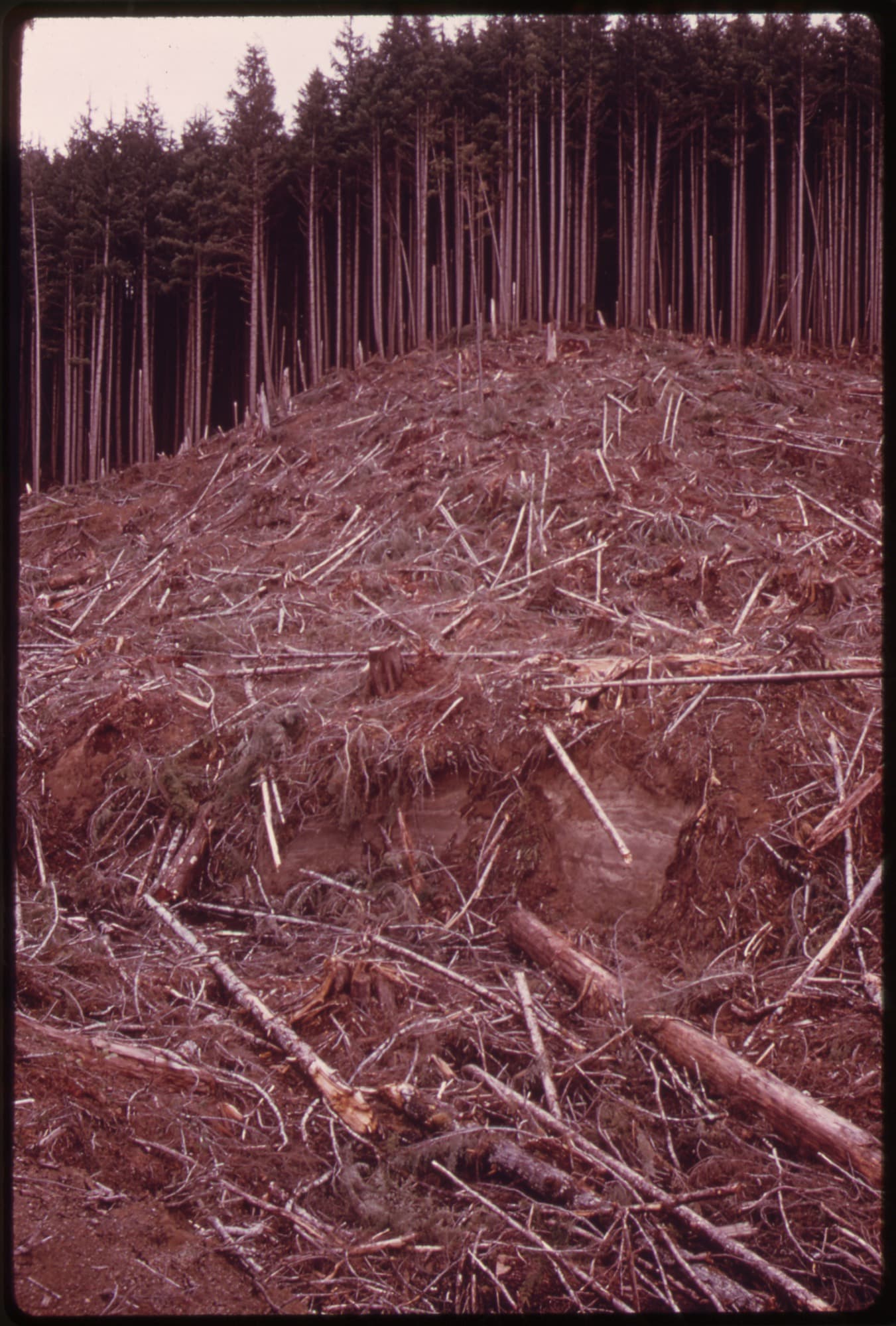 Washington Department of Natural Resources — Wikimedia Commons