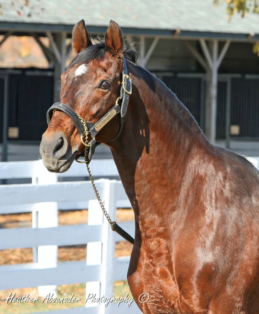 Alysheba — Wikimedia Commons