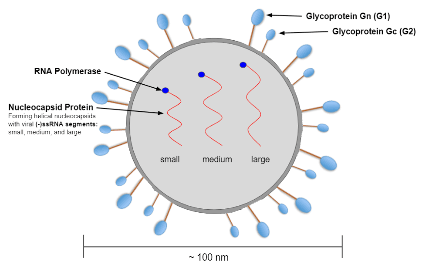 Andes virus — Wikimedia Commons