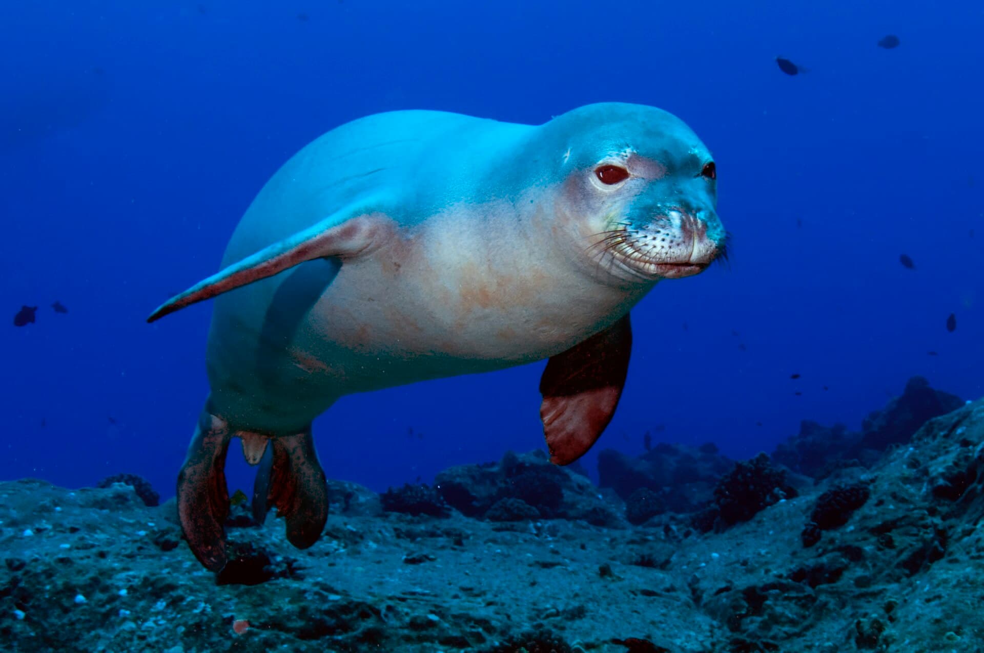 Hawaiian monk seal — Wikimedia Commons