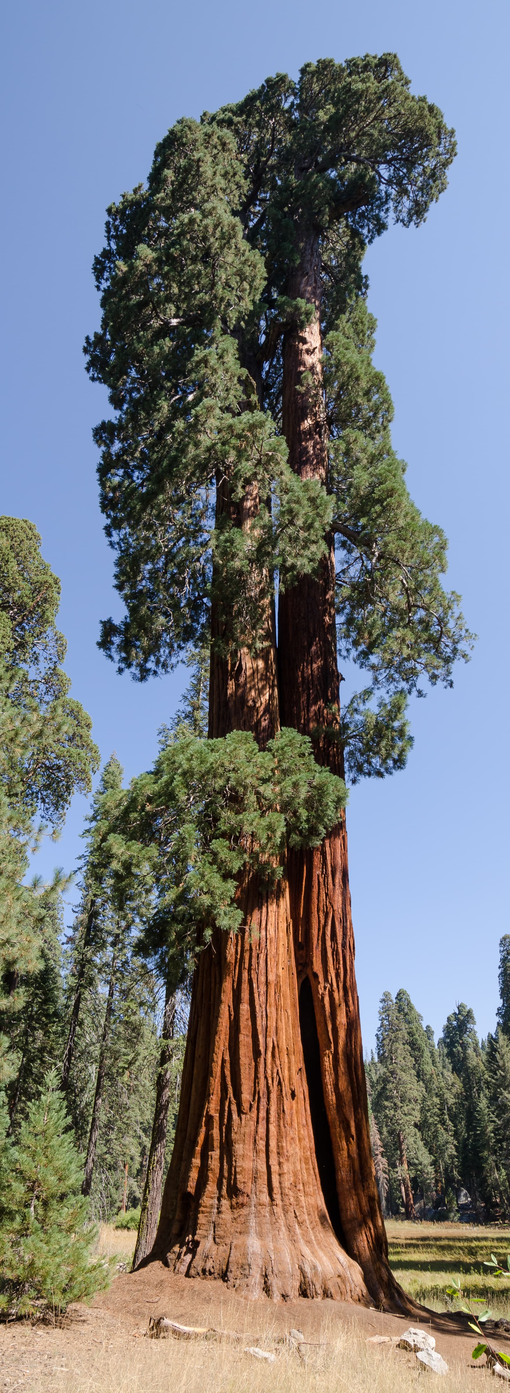 Sequoia National Park — Wikimedia Commons