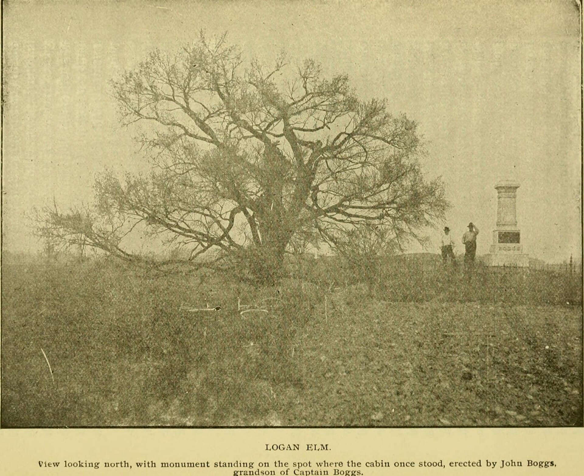 Logan Elm — Wikimedia Commons