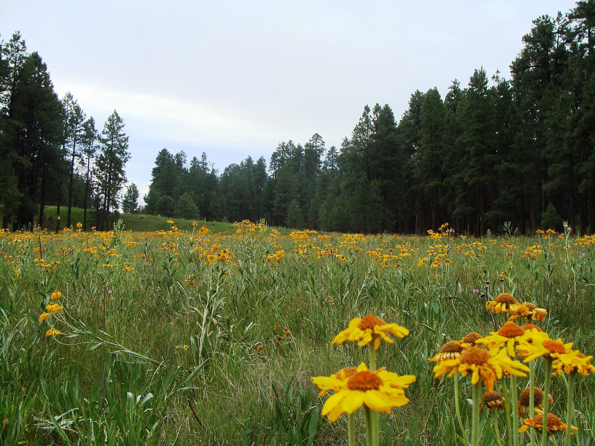 Apache-Sitgreaves National Forests — Wikimedia Commons