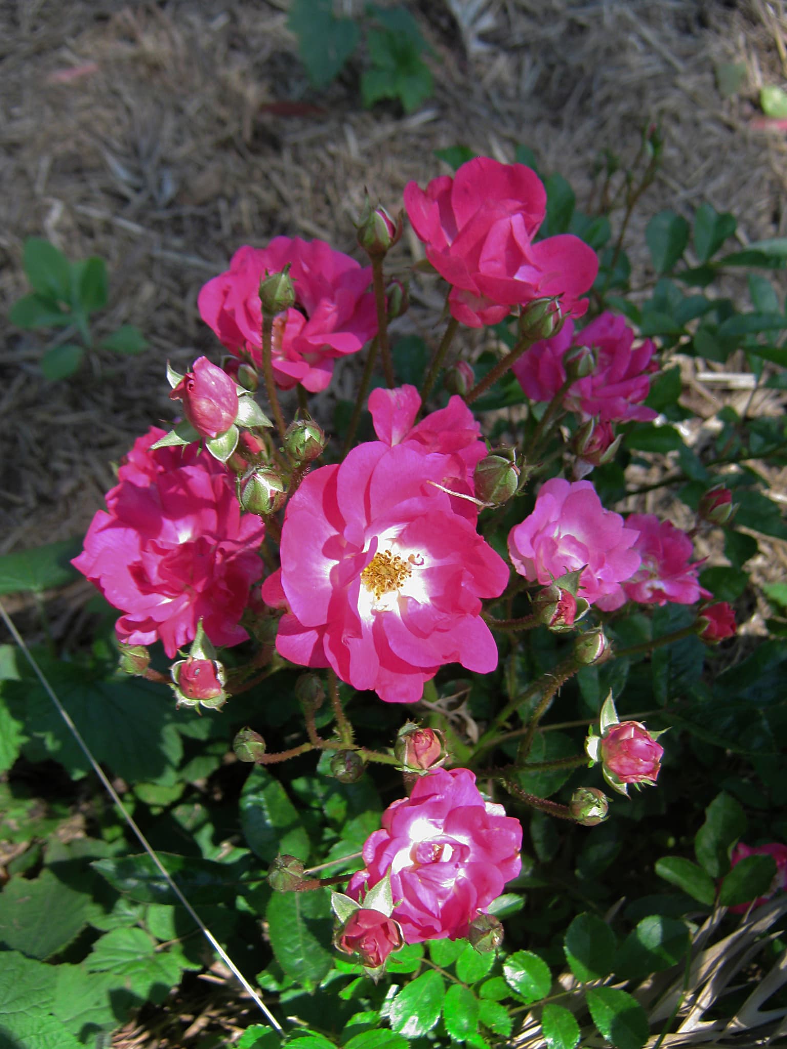 Memorial Rose Garden — Wikimedia Commons