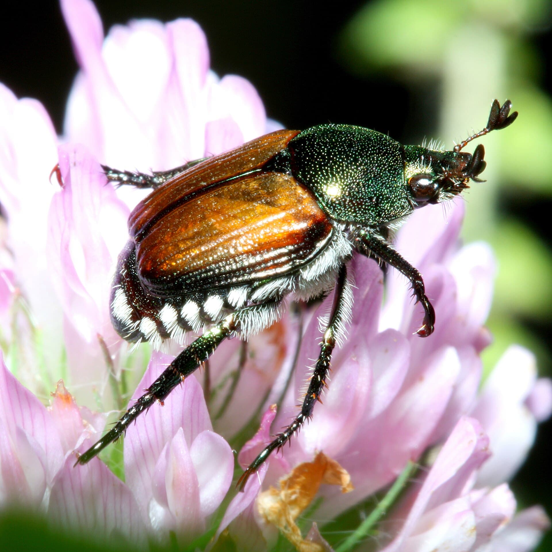 Japanese beetle — Wikimedia Commons