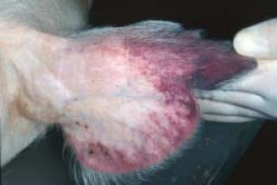 African swine fever — Wikimedia Commons