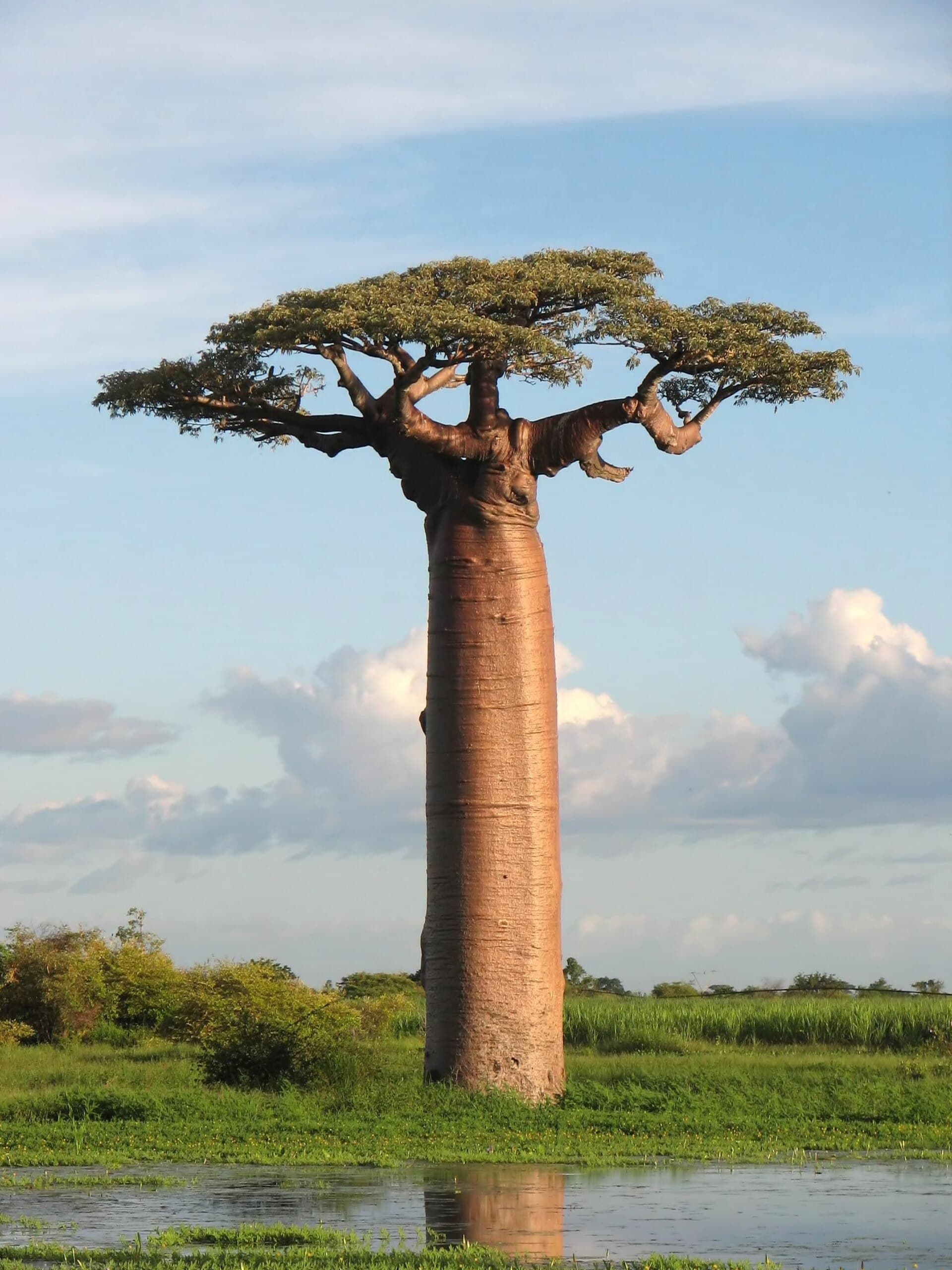 Adansonia grandidieri — Wikimedia Commons