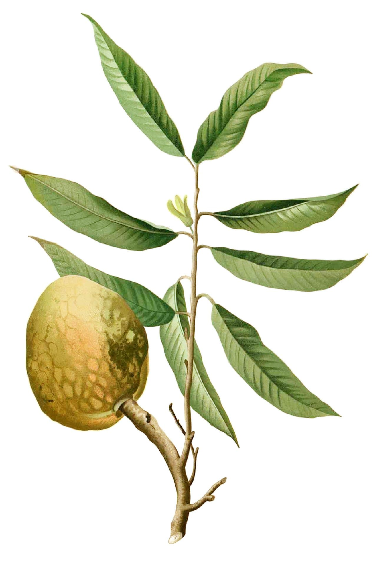 custard apple — Wikimedia Commons