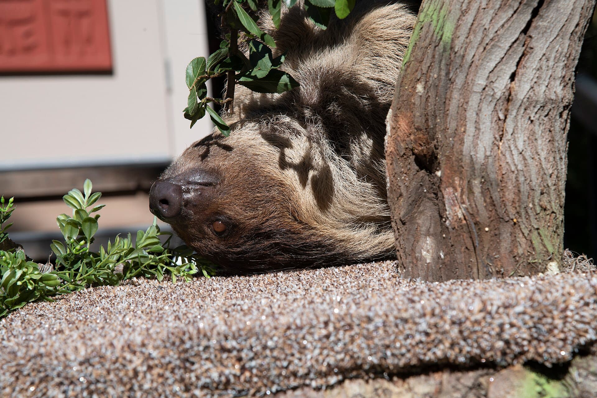 Sloth World — Wikimedia Commons