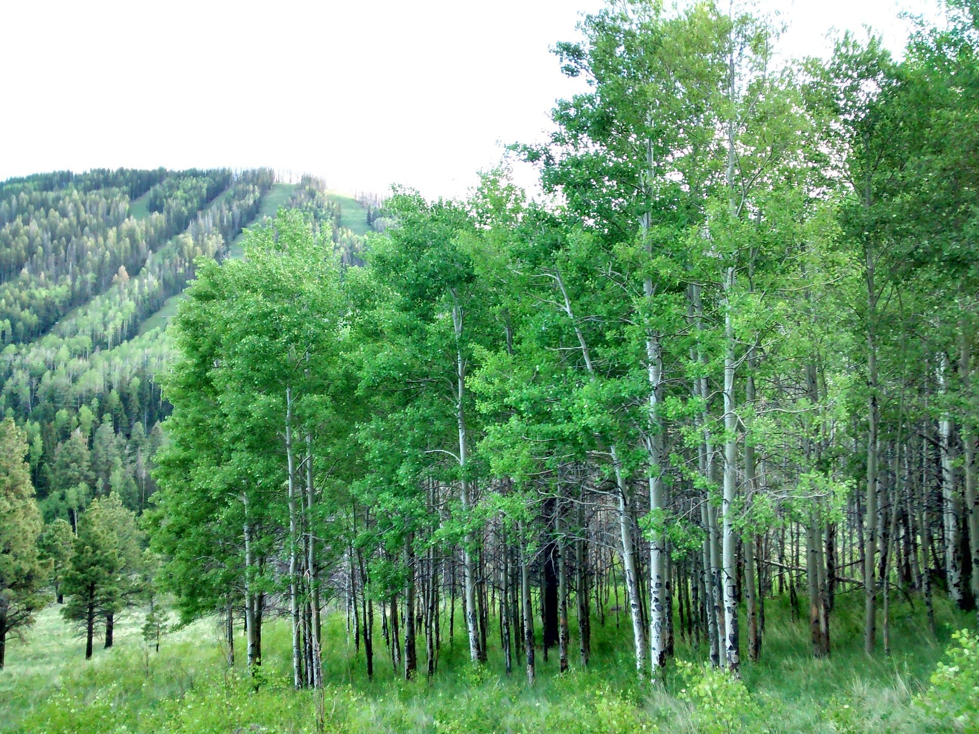 Pajarito Mountain — Wikimedia Commons