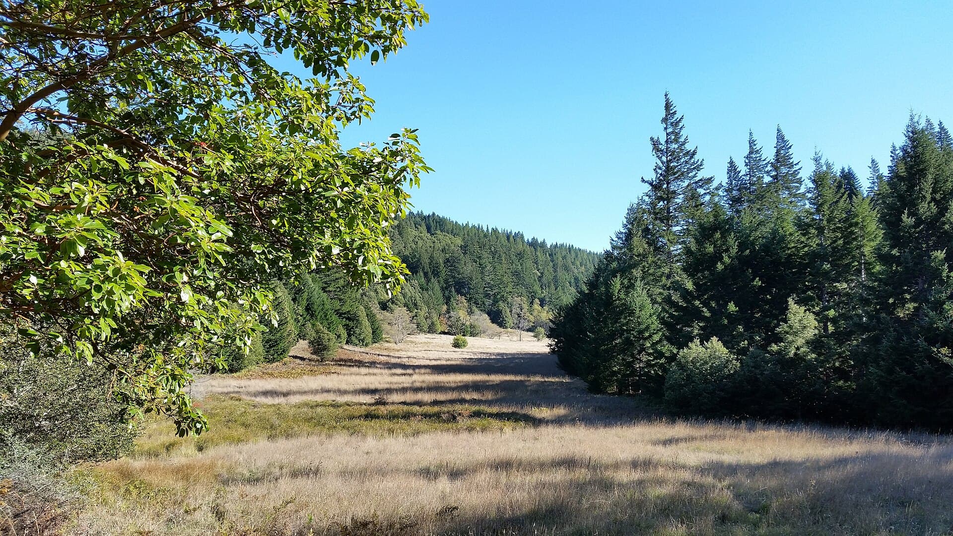 Great Redwood Trail — Wikimedia Commons