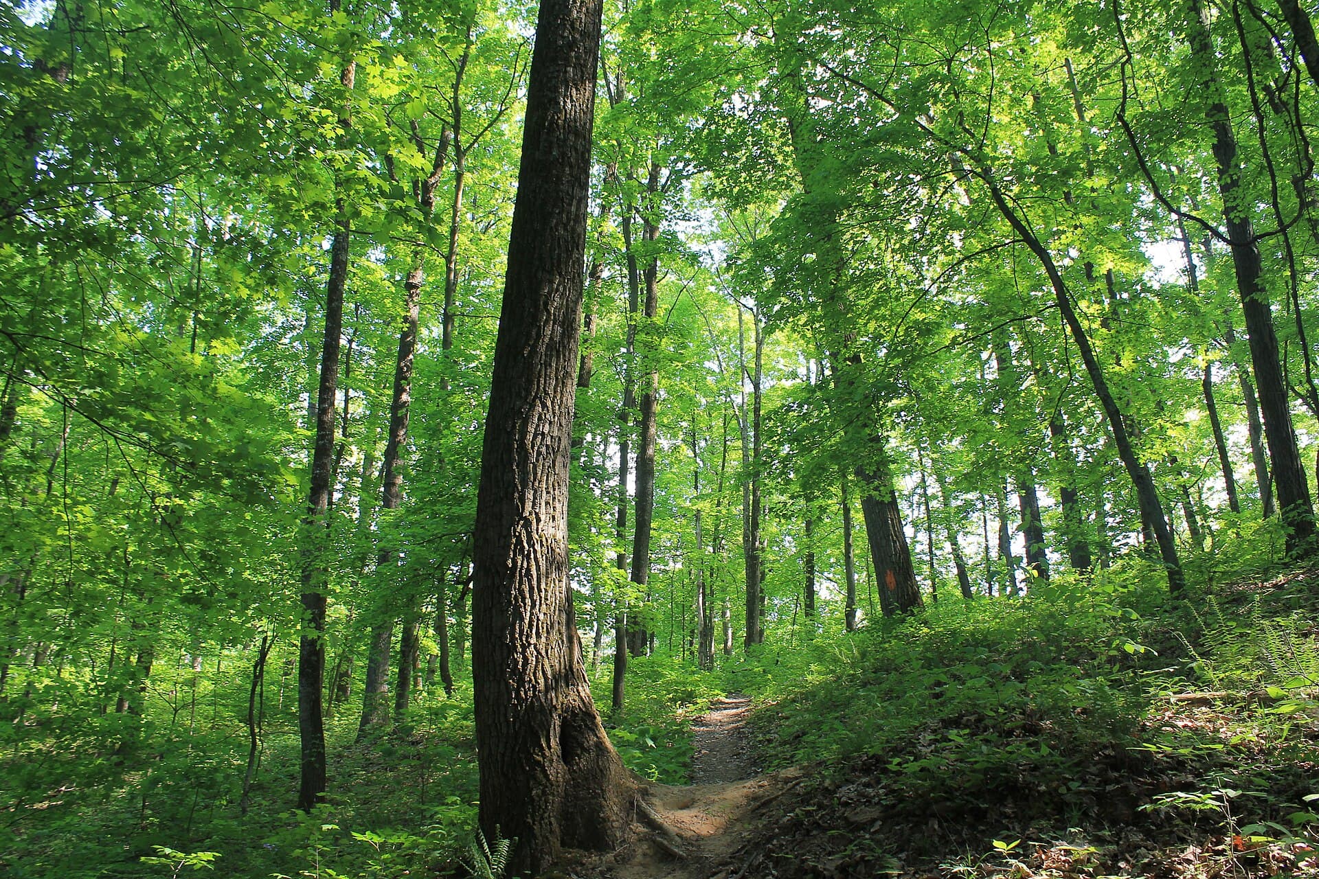 Zaleski State Forest — Wikimedia Commons