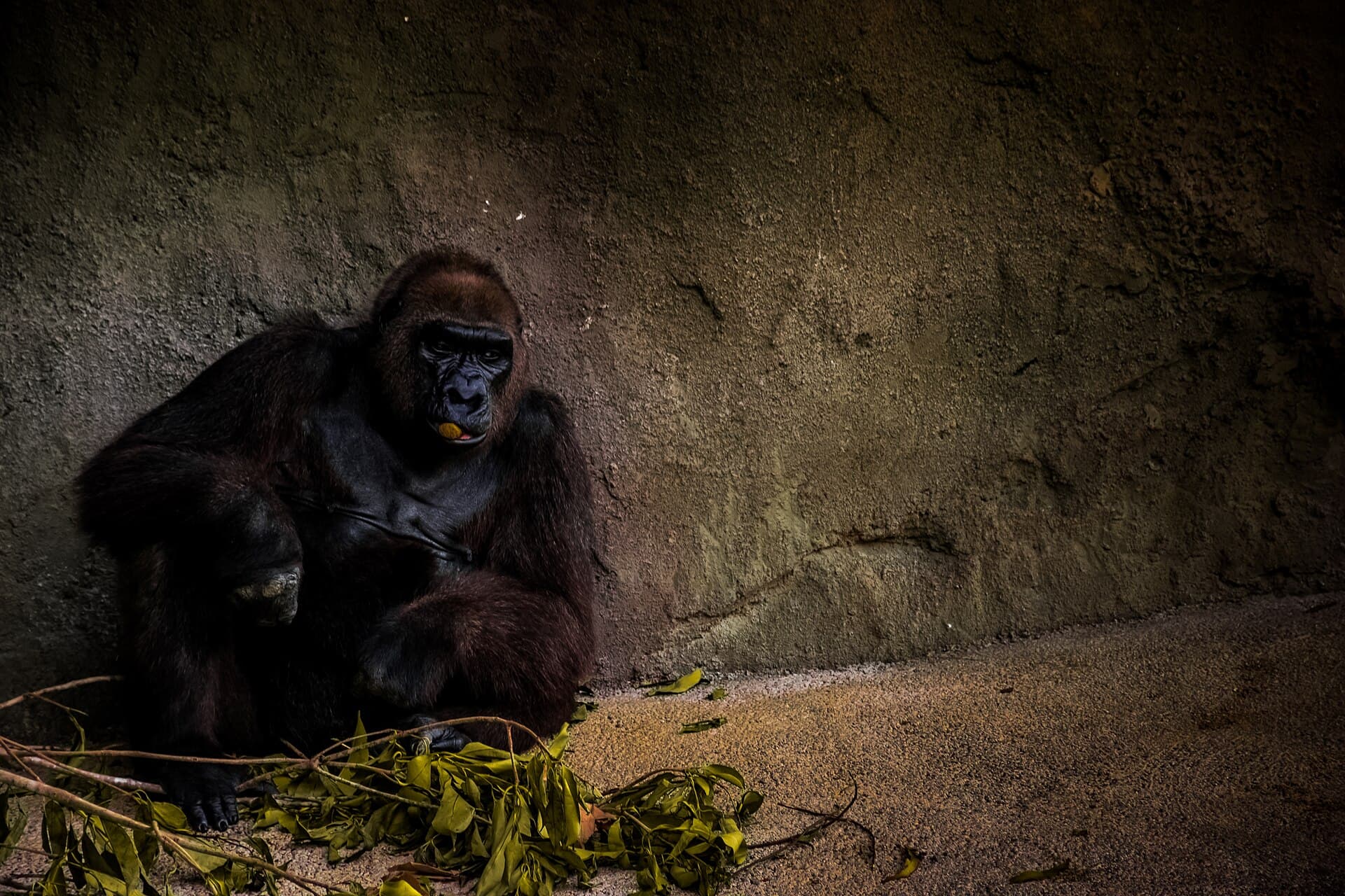 Central Florida Zoo & Botanical Gardens — Wikimedia Commons