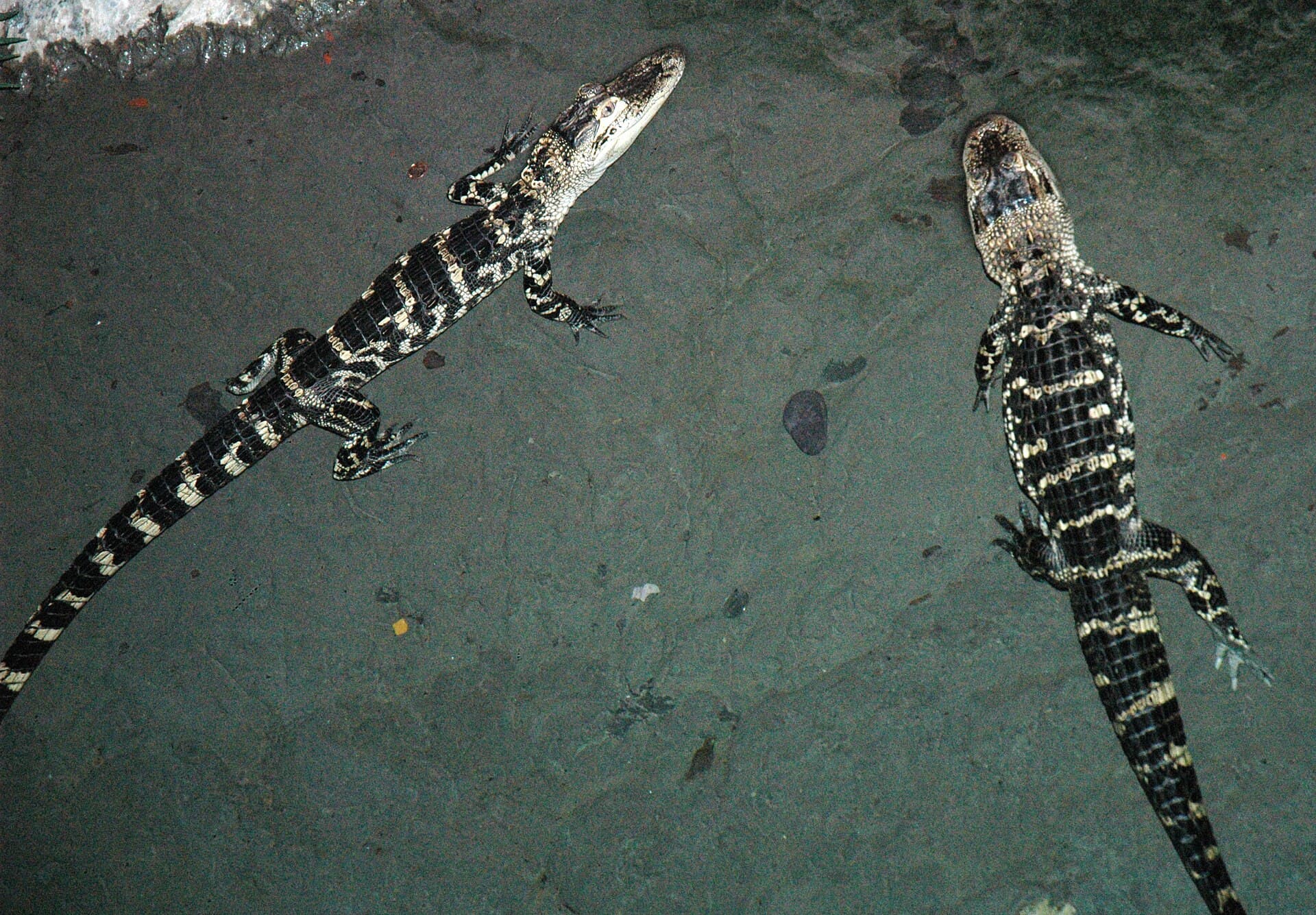 Kentucky Reptile Zoo — Wikimedia Commons