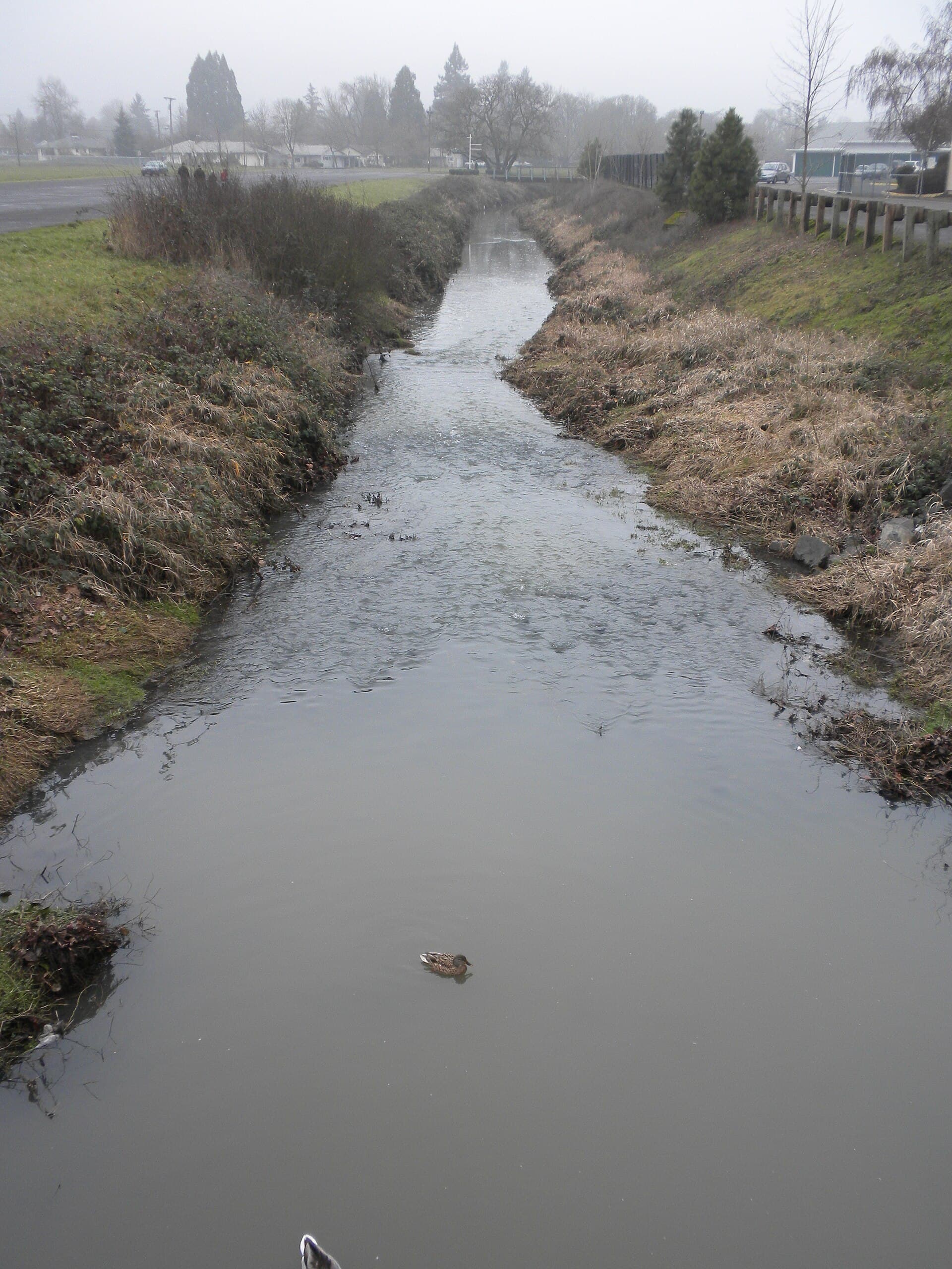 Amazon Creek — Wikimedia Commons