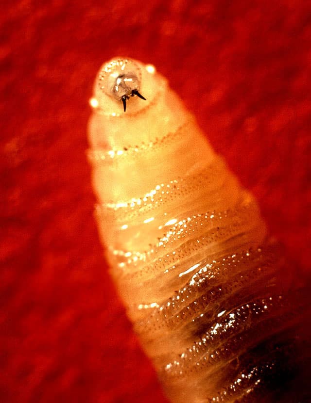 New World screwworm — Wikimedia Commons