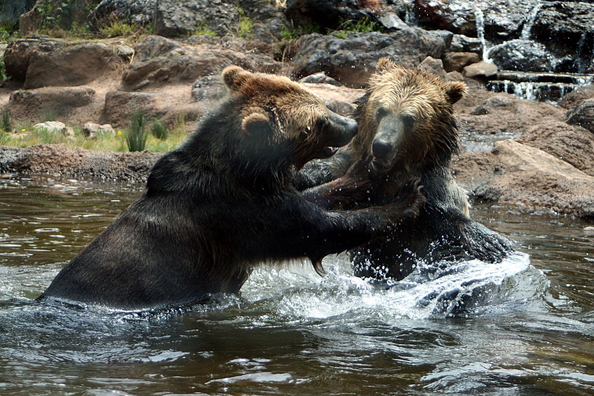 San Francisco Zoo & Gardens — Wikimedia Commons