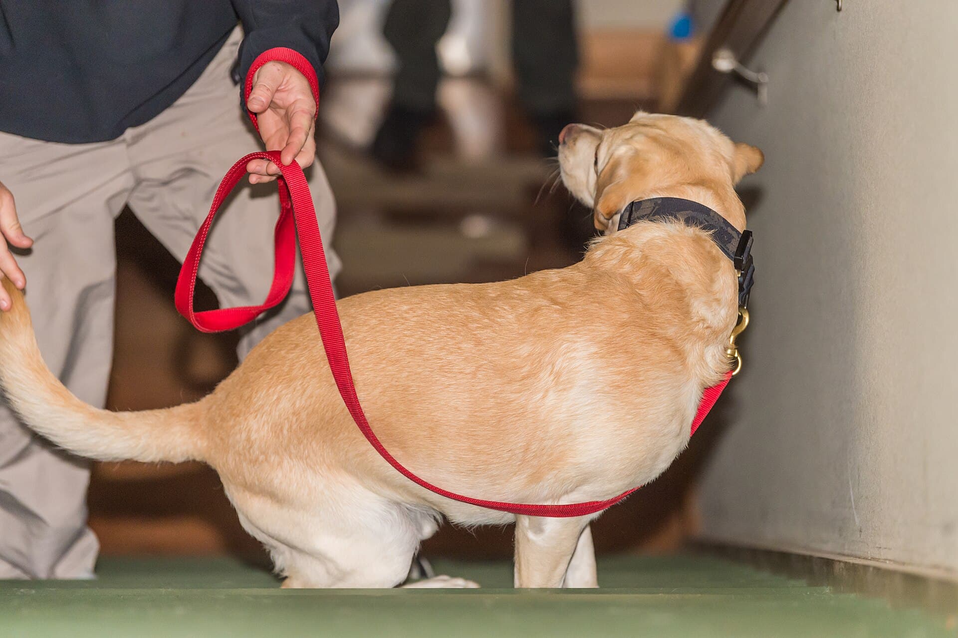 K9 Sam — Wikimedia Commons
