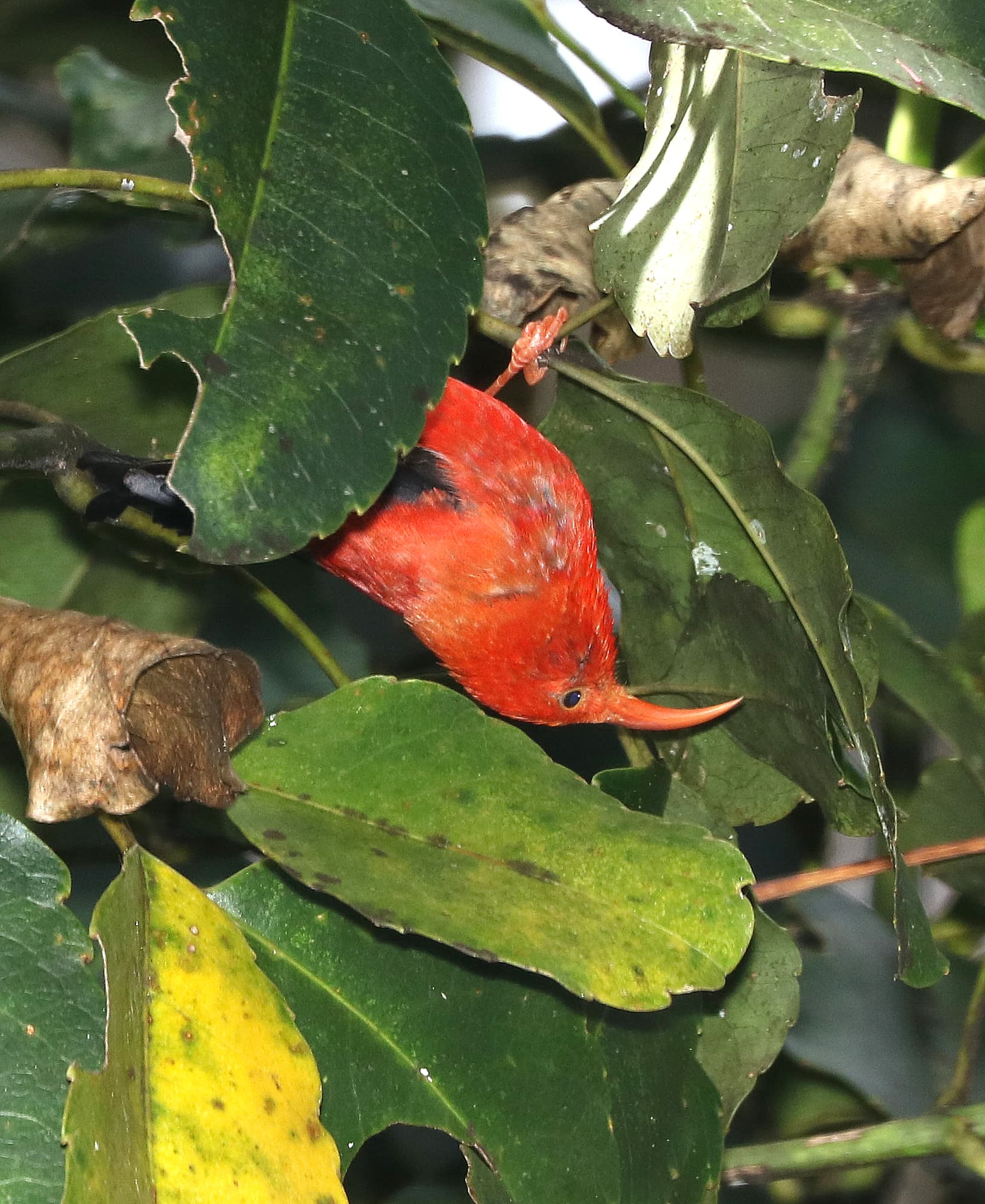 Hakalau Forest National Wildlife Refuge — Wikimedia Commons