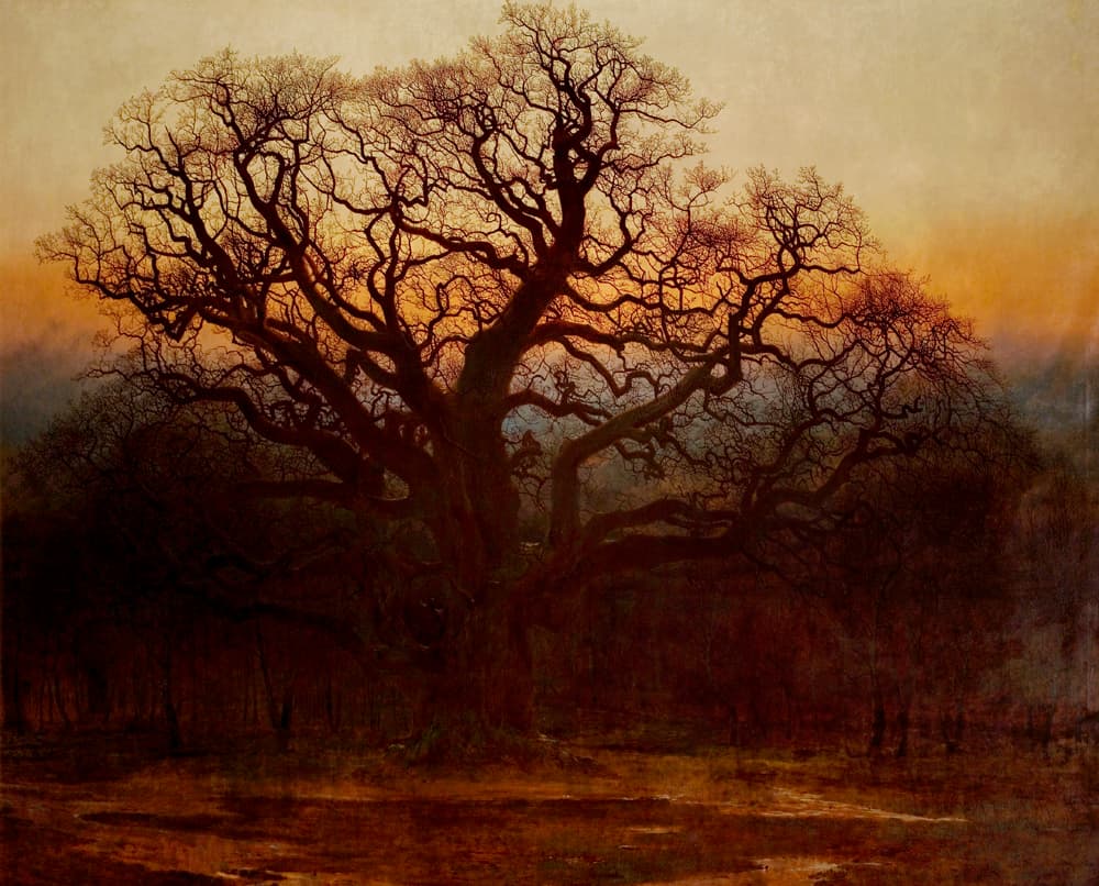 Major Oak — Wikimedia Commons