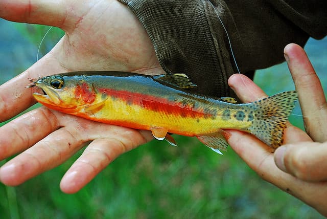 California Trout — Wikimedia Commons