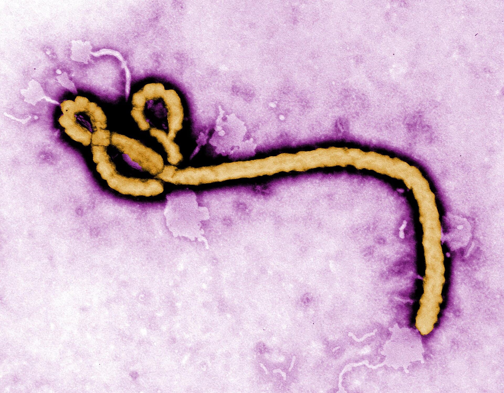 Ebola — Wikimedia Commons