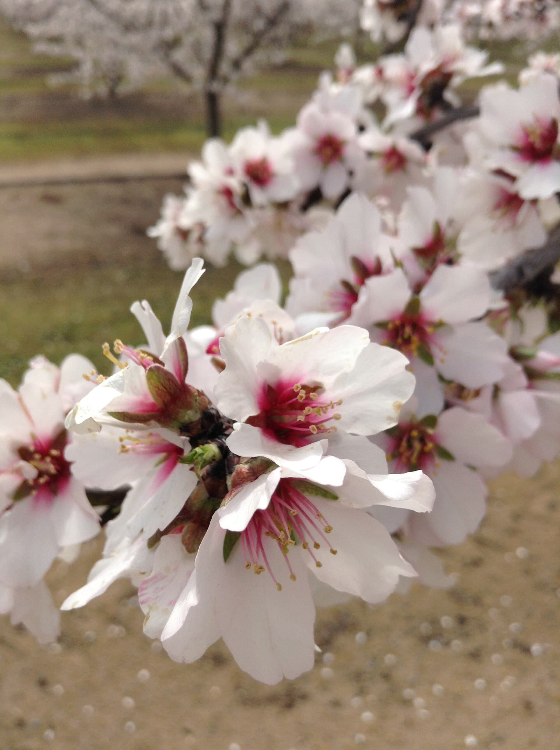 Fresno County Blossom Trail — Wikimedia Commons