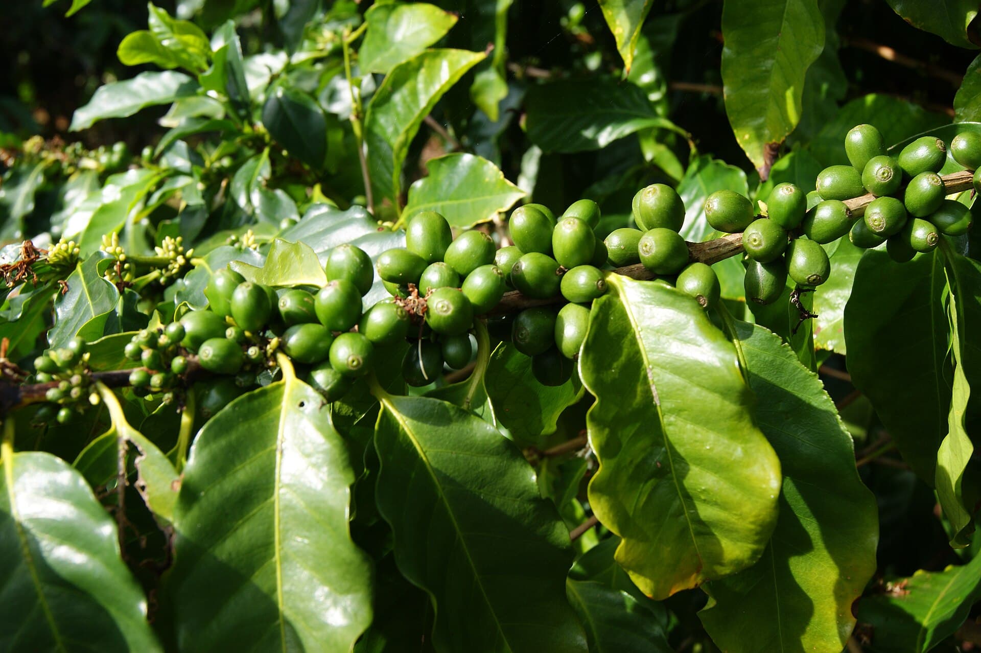 Kauai Coffee — Wikimedia Commons