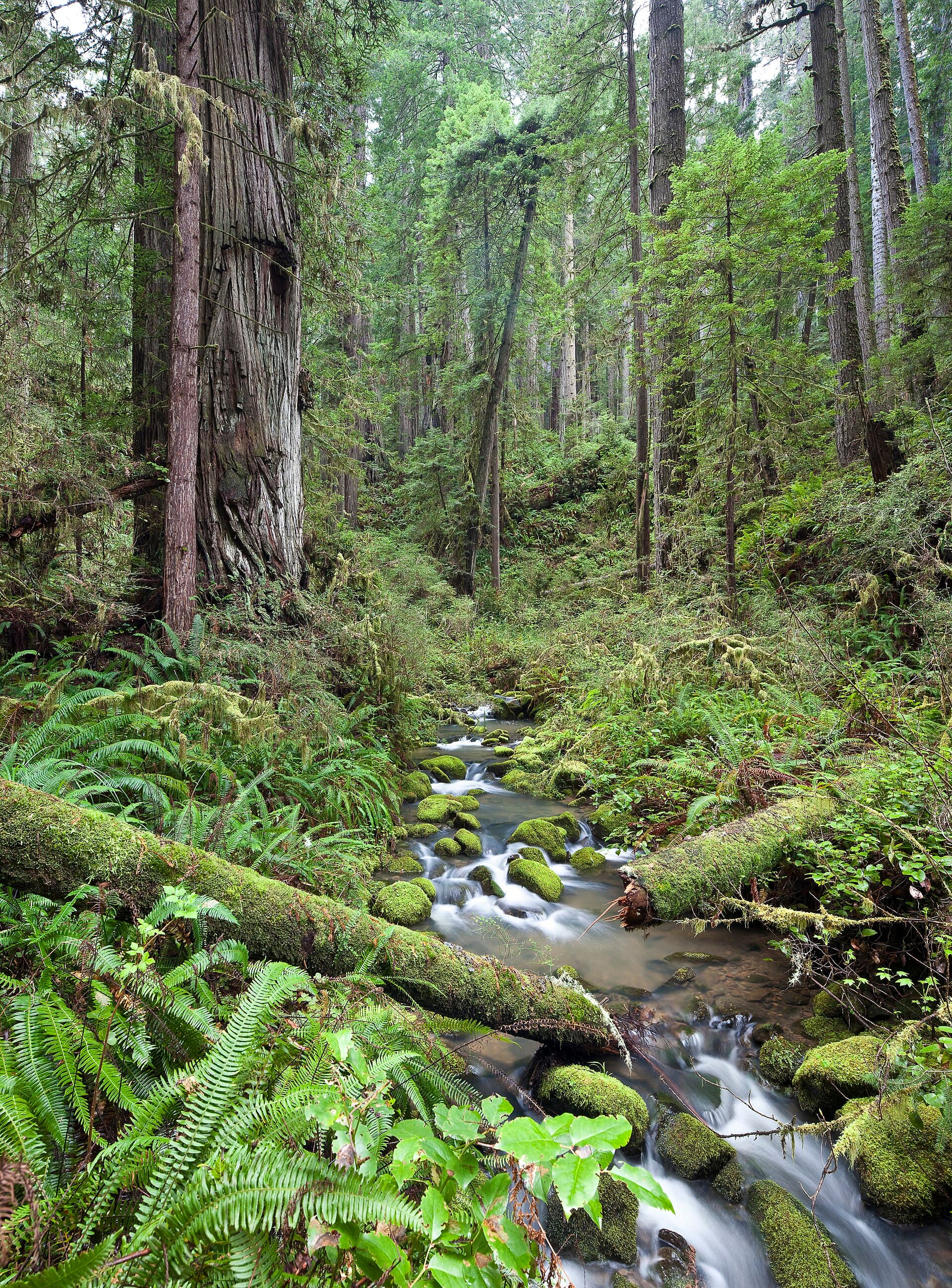 Headwaters Forest Reserve — Wikimedia Commons