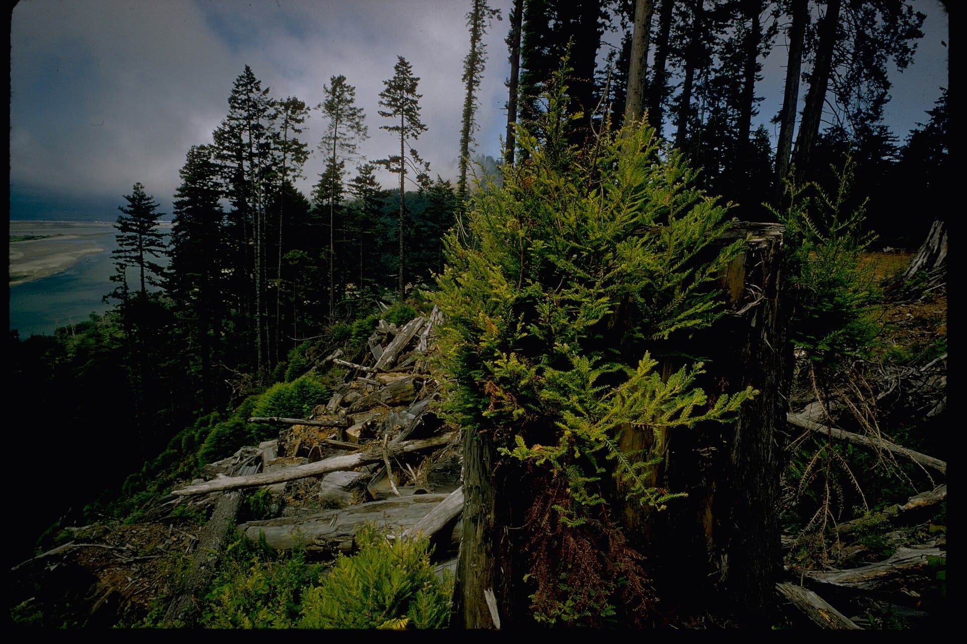 Redwood National Park — Wikimedia Commons